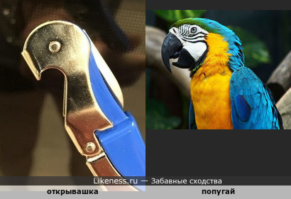 Сине-жёлтый попугай