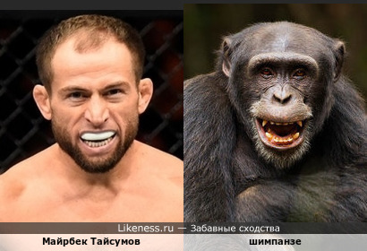 Майрбек Тайсумов и шимпанзе