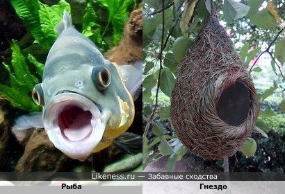 Рыба напоминает гнездо