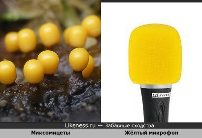 Миксомицеты напоминают жёлтый микрофон