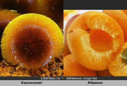 Какоксенит напоминает пол-абрикоса
