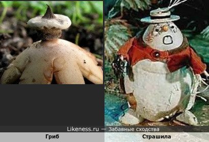 Этот гриб напоминает незабываемого персонажа А.М. Волкова