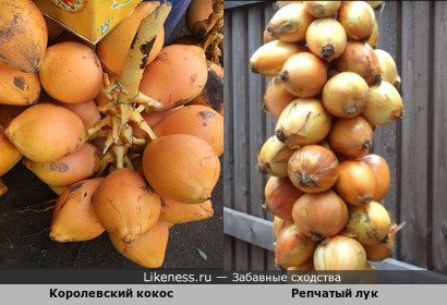 Королевский кокос из Шри-Ланки напоминает вполне себе деревенский лук из Российского Нечерноземья