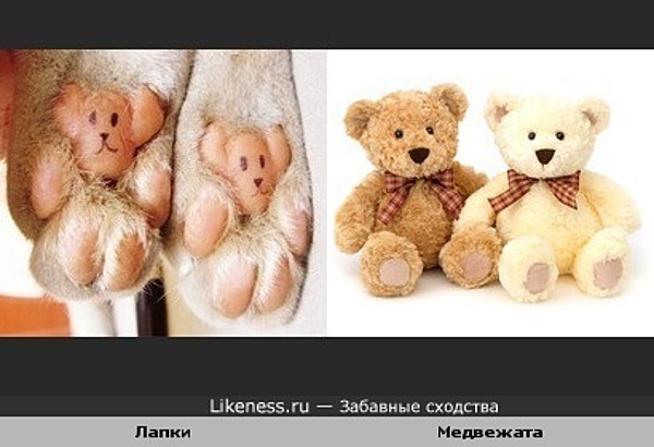 Подушечки на лапках похожи на медвежат Подушечки на лапках похожи на медвежат