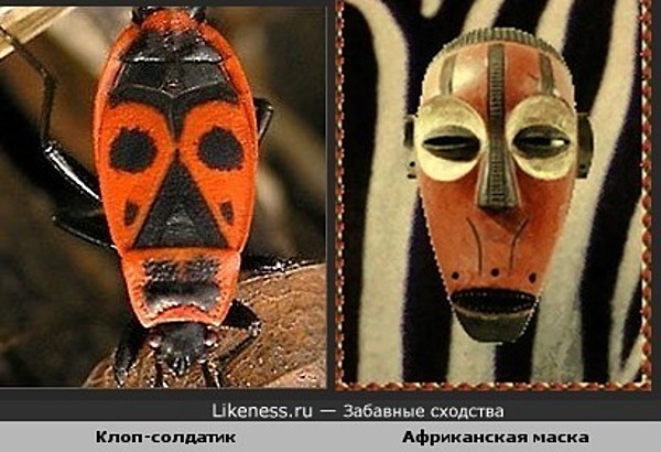 Клоп и африканская маска похожи Клоп и африканская маска похожи