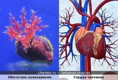 Обитатель океанариума напоминает сердце человека