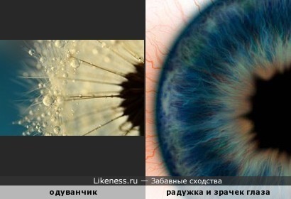 Это фото одуванчика похоже на строение человеческого глаза
