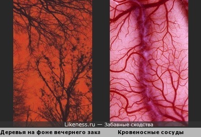 Кровеносные сосуды похожи на Ветви деревьев