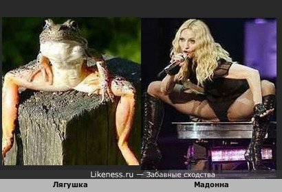 Лягушка и Мадонна