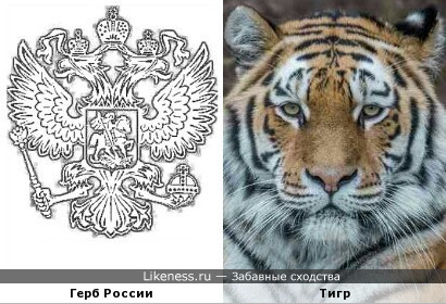 Герб России - тигр