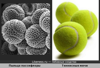 Пыльца пассифлоры под микроскопом напоминает теннисные мячи
