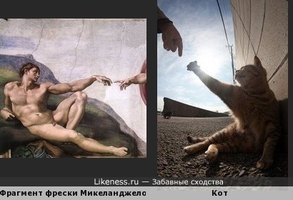 Котик напомнил Адама на фреске Микеланджело