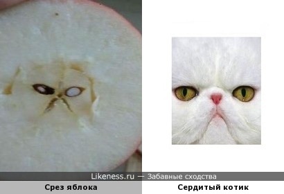 Срез яблока напомнил котика