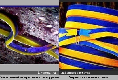 Голубой ленточный угорь цвета украинской символики