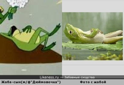 Ленивая жаба - она существует