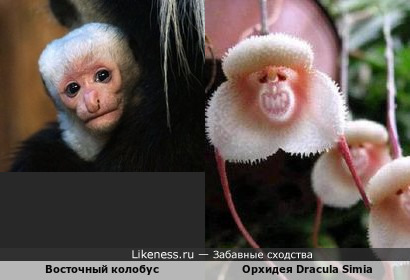 Орхидея Dracula Simia напоминает обезьянку