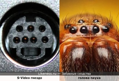 S-Video гнездо и голова паука