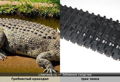 Гребнистый крокодил и трак танка