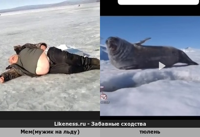 Мем(мужик на льду) напоминает тюленя