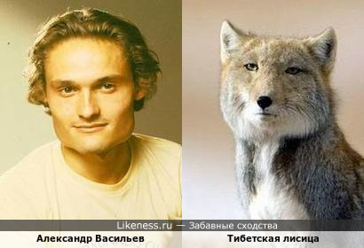 Александр Васильев и тибетская лисица