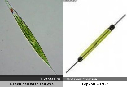 Микромир и макромир: зеленая клетка (Green cell with red eye) и геркон