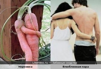 Эта морковка похожа на влюбленную пару