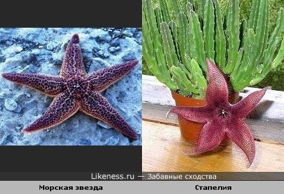 Морская звезда похожа на цветок стапелии