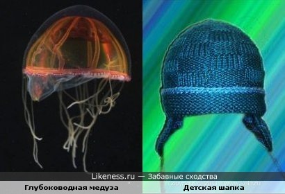Глубоководная медуза похожа на детскую шапочку