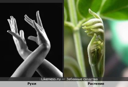 Руки напоминают Растение..Сплетение рук…