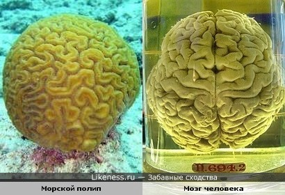 Мозг человека и морской полип