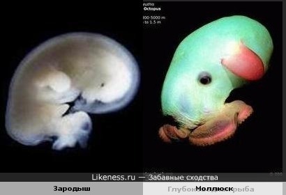 Зародыш и Моллюск