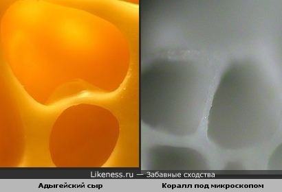 Адыгейский сыр и Коралл под микроскопом