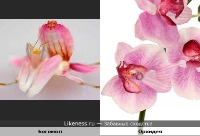 Богомол и Орхидея