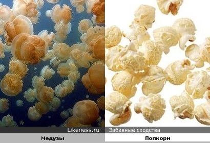Медузы, превратившиеся в попкорн