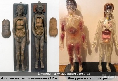 Жуткая анатомическая модель человека XVII века похожа на сборные коллекционные фигурки из журнала для детей &quot;Тело человека&quot;