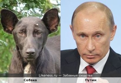 Собака похожа на Путина