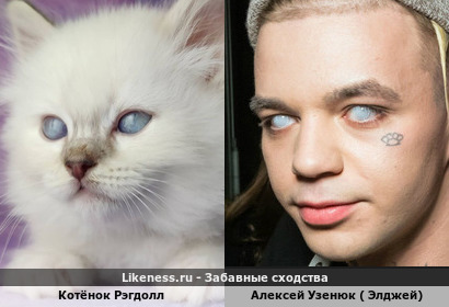 Котёнок Рэгдолл похож на Элджея ( Алексея Узенюка )