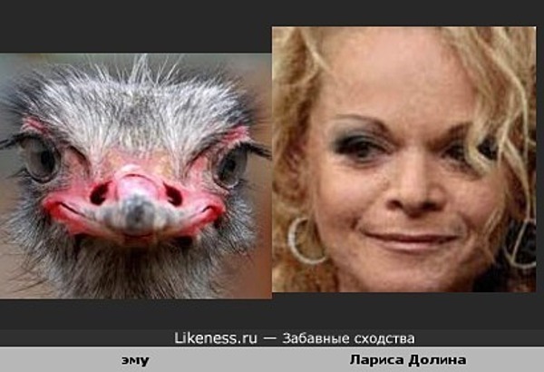 Лариса Долина напоминает эму Лариса Долина напоминает эму