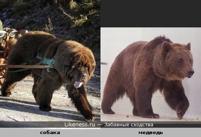 Собака и медведь