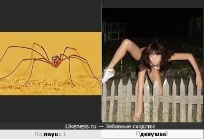 Женщина - паук