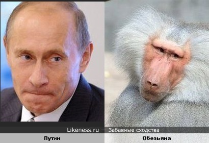 Очень мне эта обезьяна Путина напоминает)))