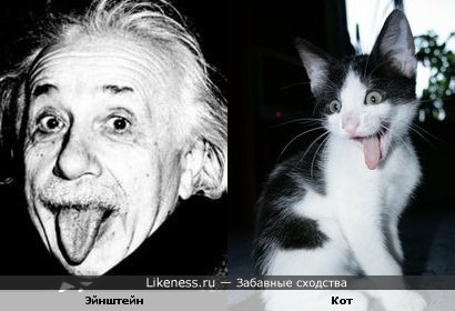 Эйнштейн и кот