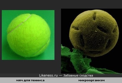 Мяч для тенниса и микроорганизм