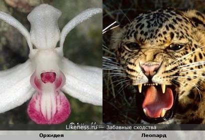 Эта орхидея похожа на рычащее животное