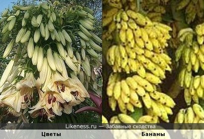 Бутоны Гигантской лилии похожи на бананы