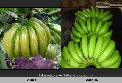 Зелёный томат &quot;лотарингская красавица&quot; и зелёные бананы