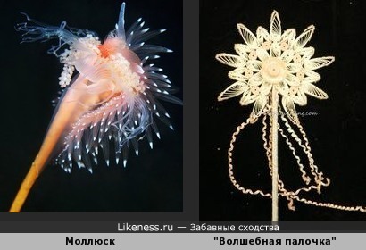 Подводный моллюск напоминает волшебную палочку