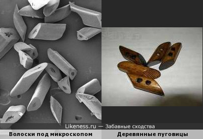 Стриженные волоски под микроскопом похожи на деревянные пуговицы
