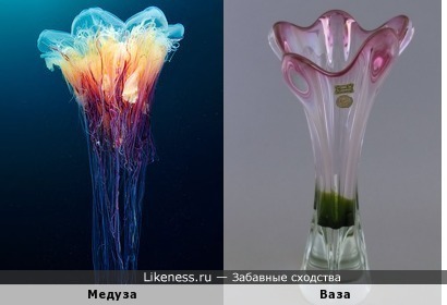 Медуза напоминает вазу