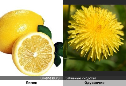Лимон в разрезе похож на одуванчик